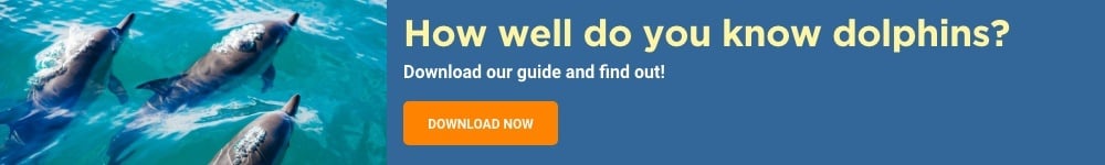 How well do you know dolphins? DOWNLOAD NOW