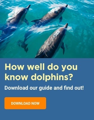 How well do you know dolphins? DOWNLOAD NOW