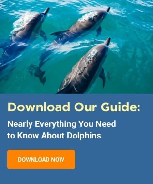 Download Our Guide: DOWNLOAD NOW