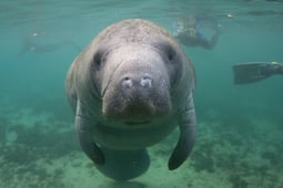 florida-manatee-conservation