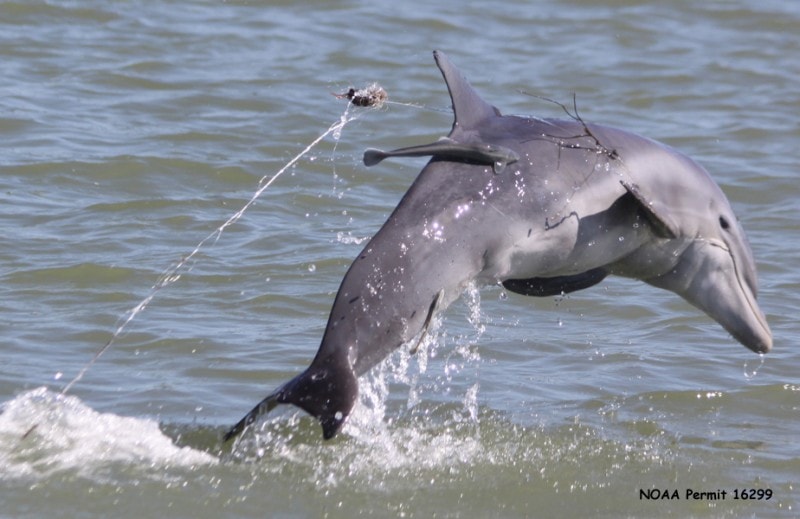 are-dolphins-endangered