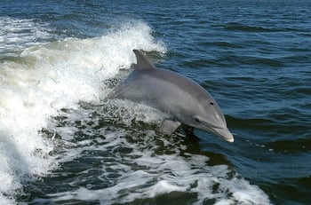 Are Dolphins Mammals? - Dolphins Breathe Through Lungs, Not Gills
