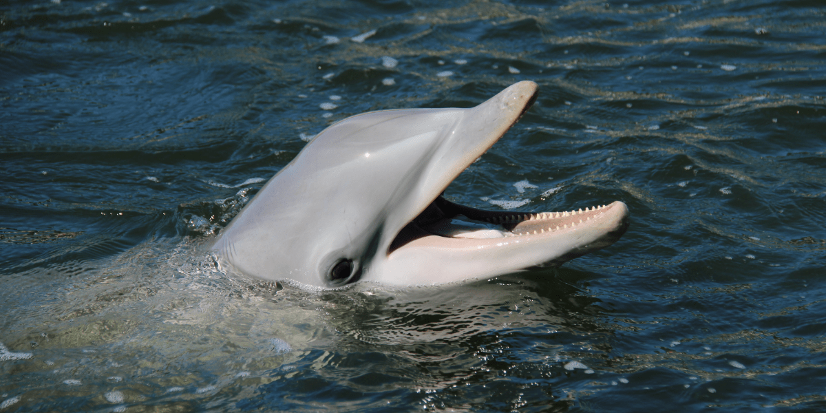 DOL_1200x600_From Smiles to Splashes_Body Image_02-min
