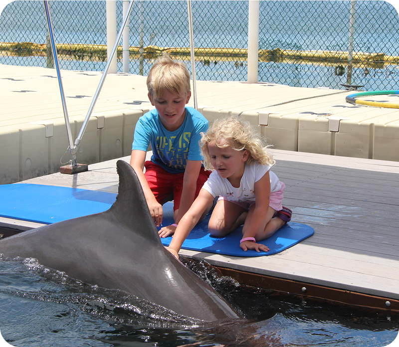 DOL_400x350_Dolphin Dockside_02 (1)