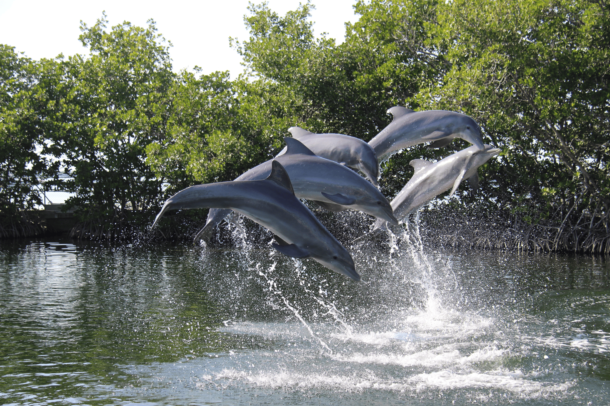 DOL_ Waves at Any Age!