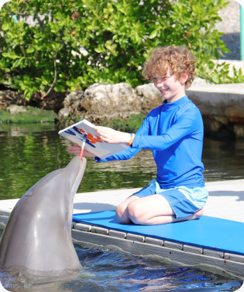 DOL_350x420_Paint-With-a-Dolphin_01