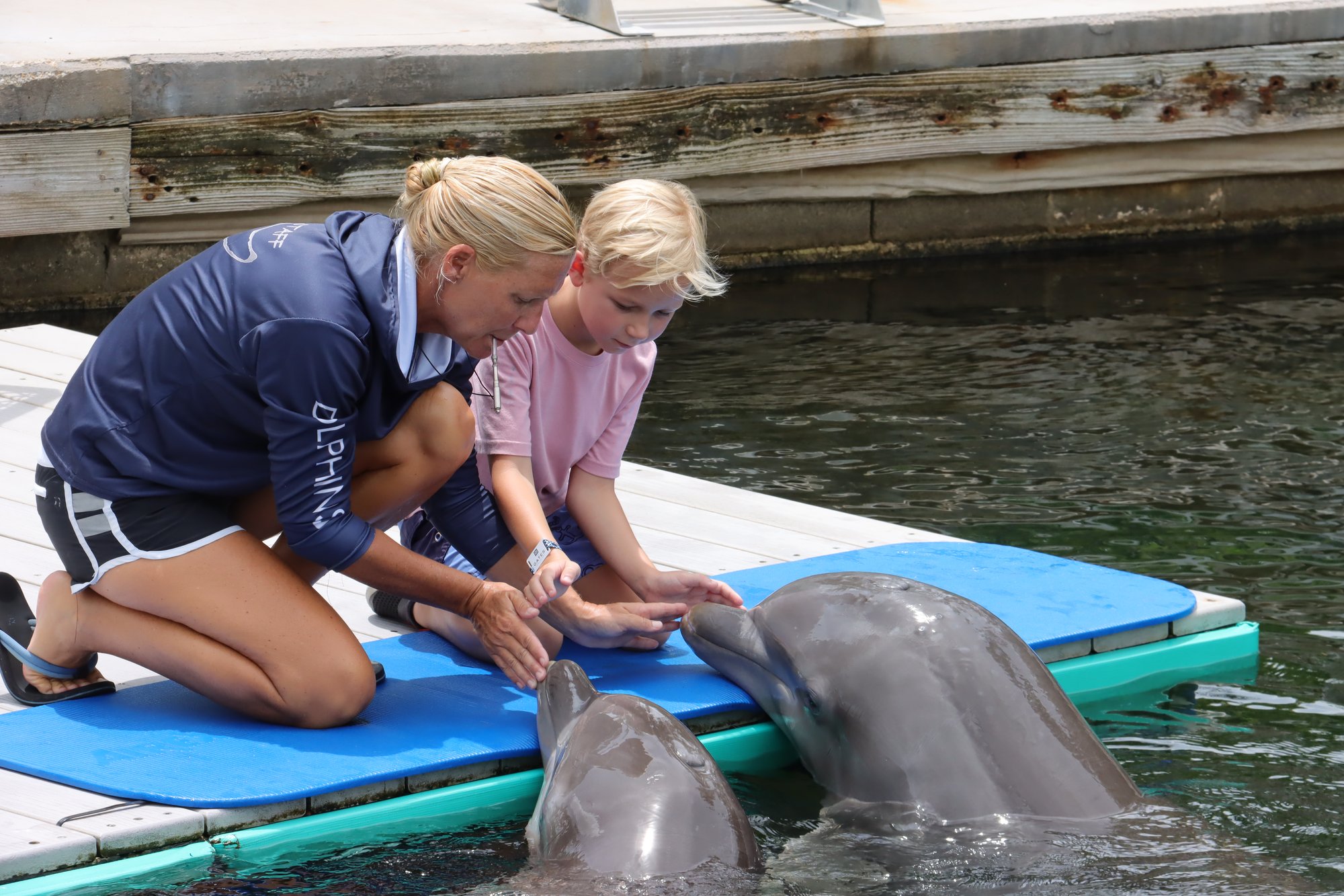 Dolphin Dockside1