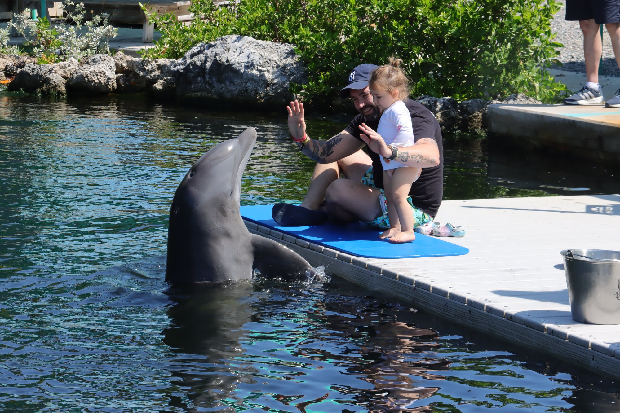 Dolphin Encounter1