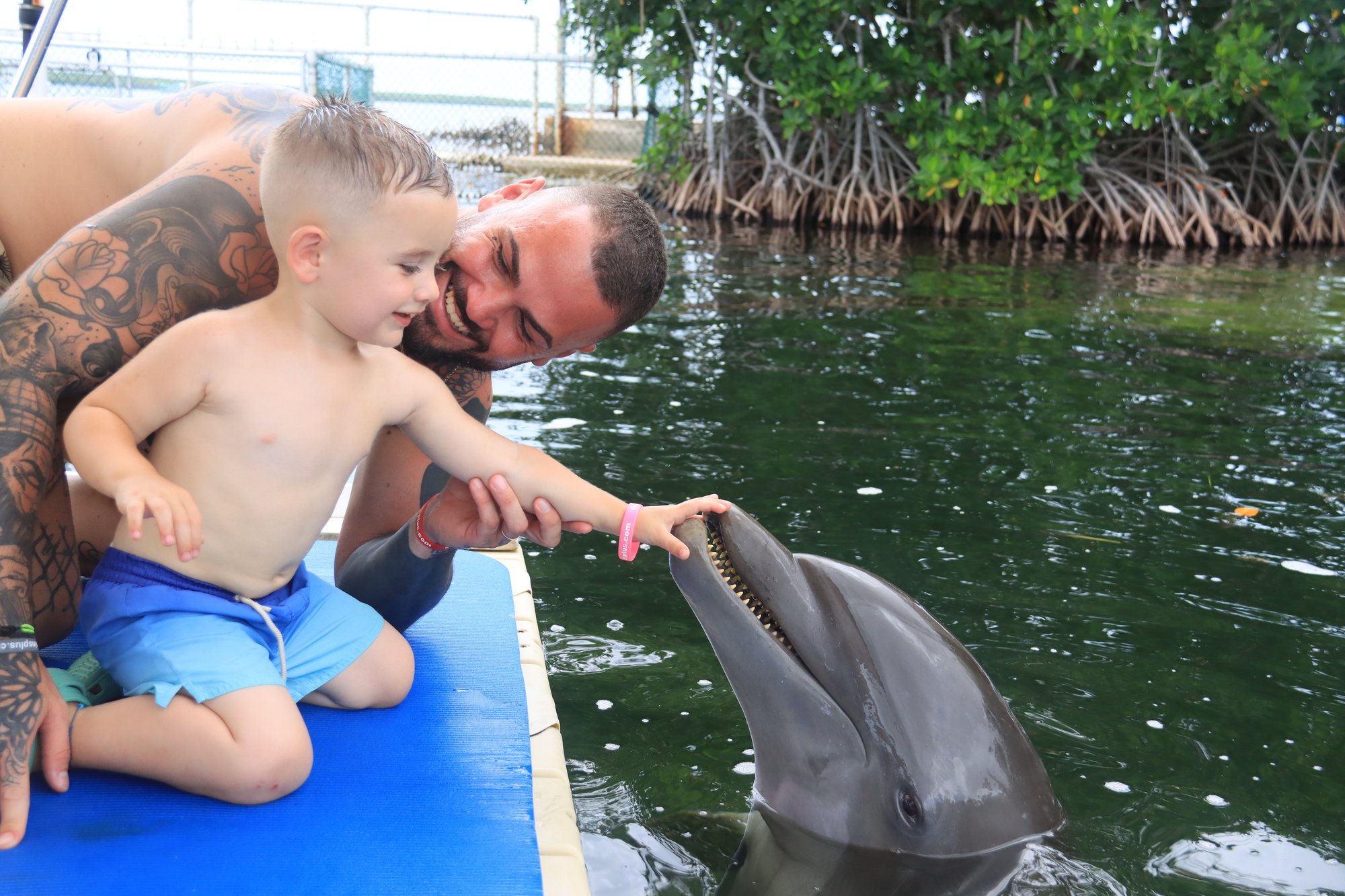 Dolphin Encounter2