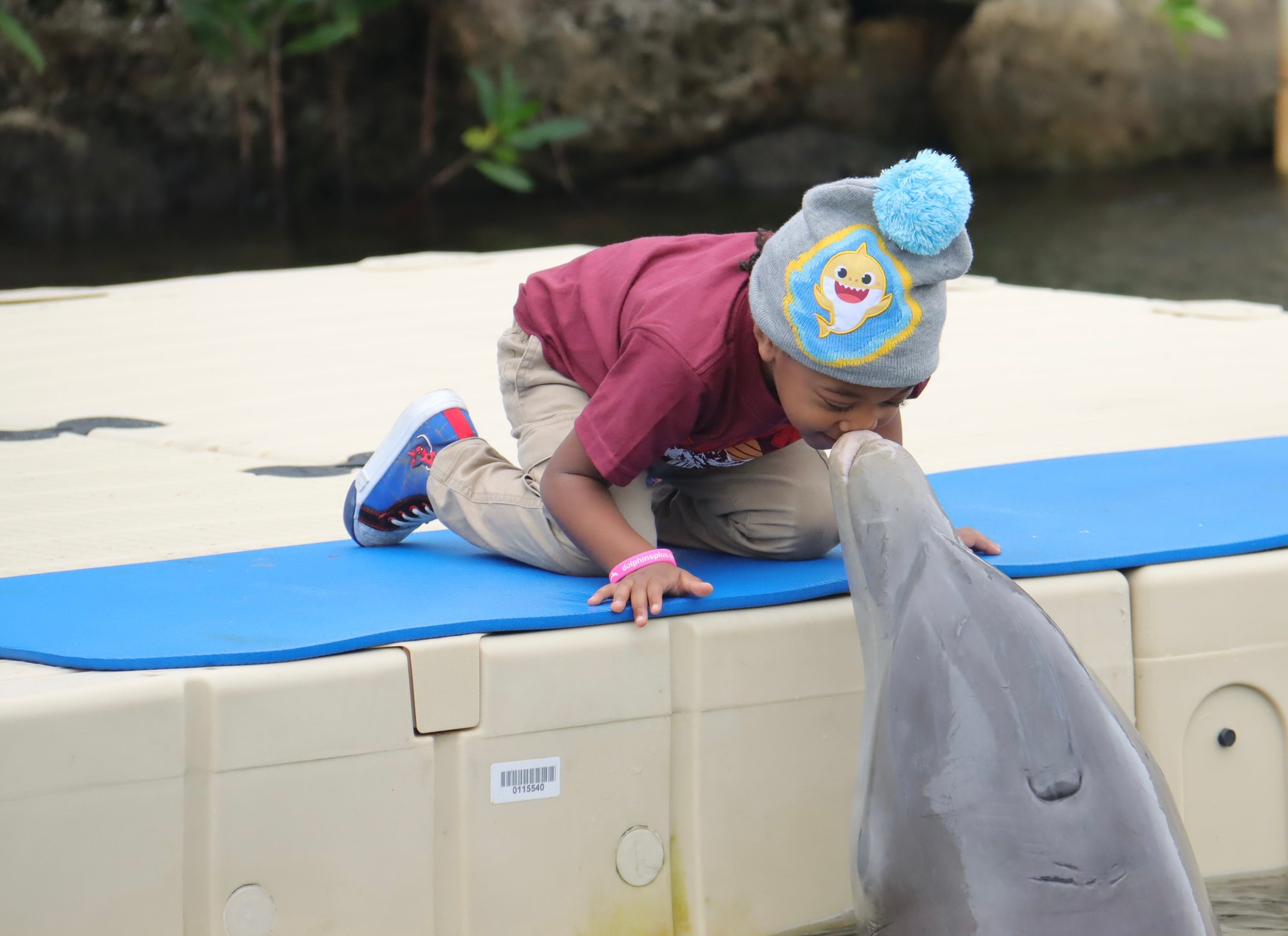 Dolphin Encounter3