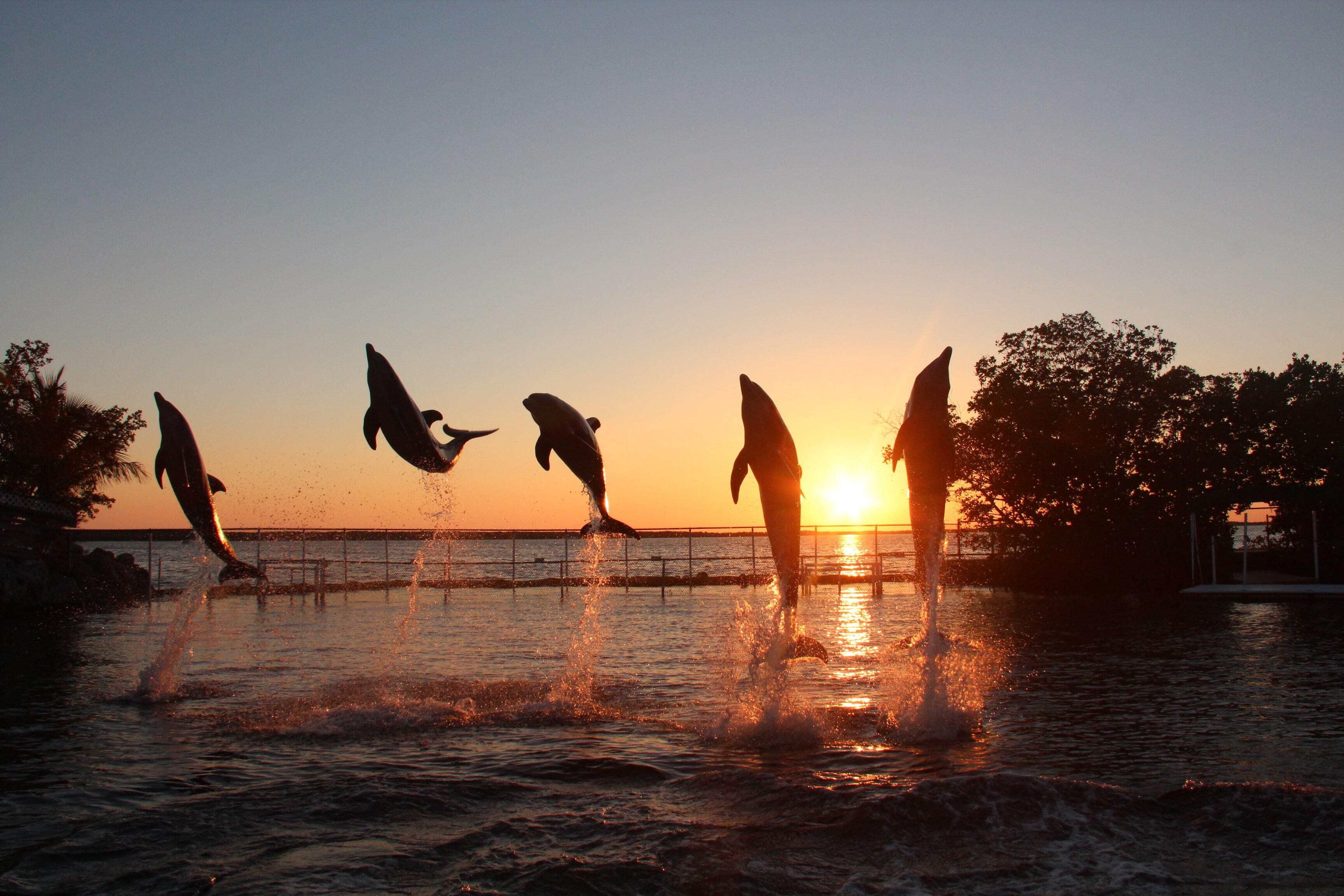 Golden Tide Dolphin Encounters 2-min