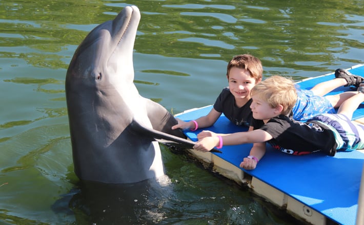 Meet A Dolphin 1