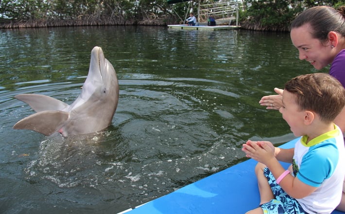 Meet A Dolphin 2
