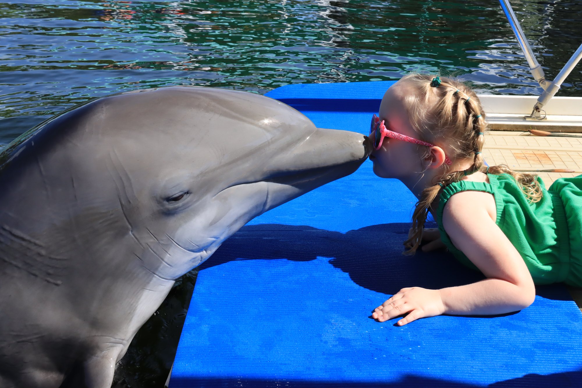 Meet A Dolphin 3