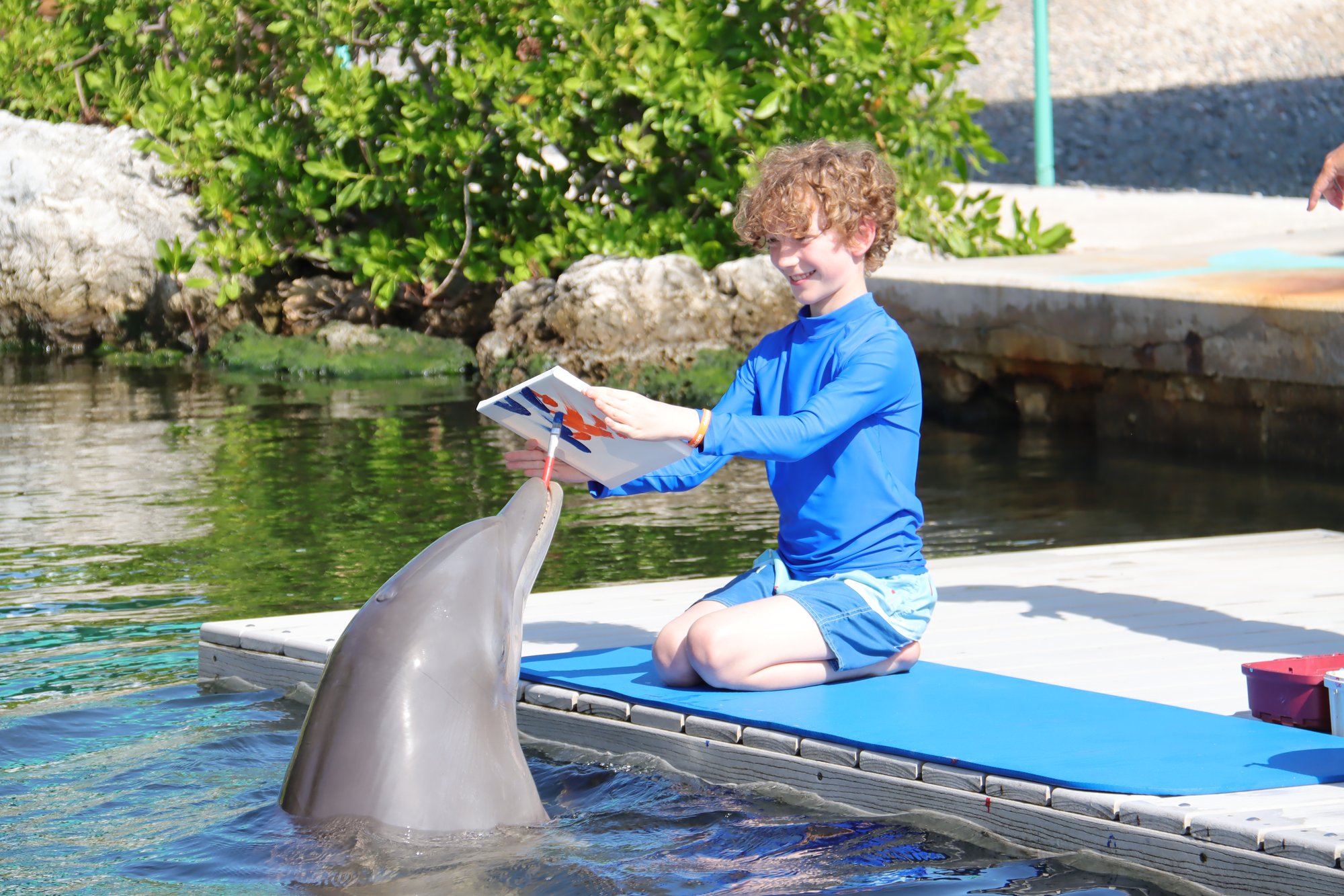 Painting with a dolphin 1