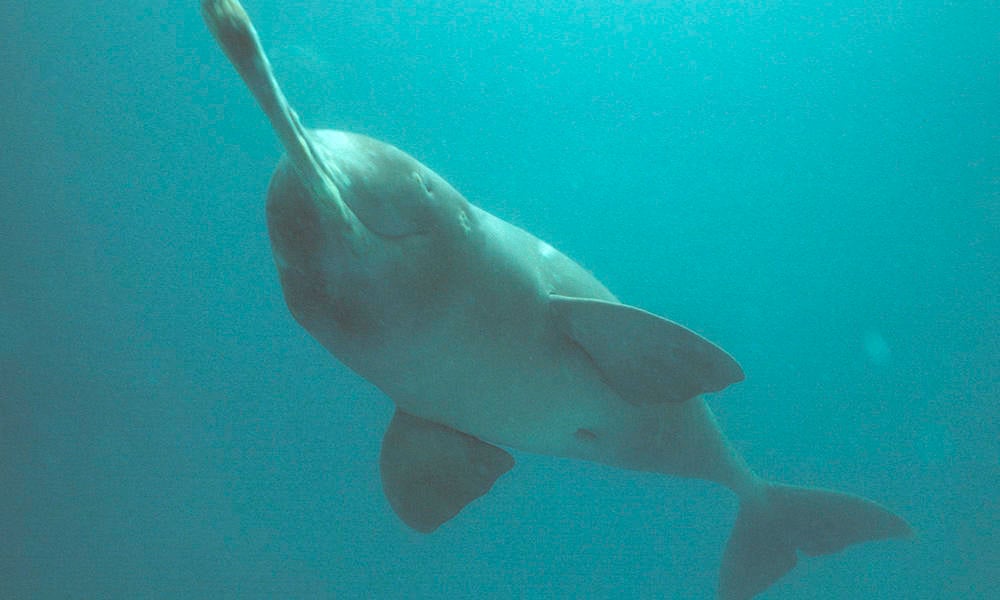 are dolphins endangered