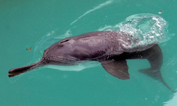 Ganges River Dolphin Species