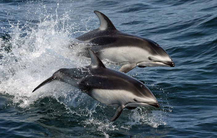 dolphin habitats