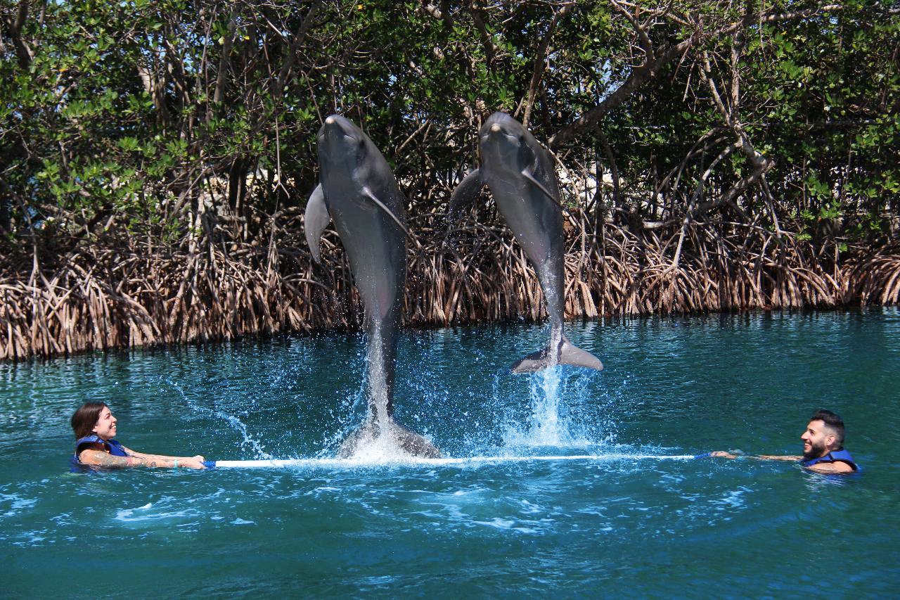 DOL_Couple_Swimming_With_Dolphins_High_Jump