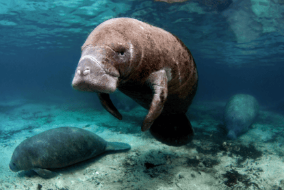 The Role of Behavior in Marine Mammal Ecology