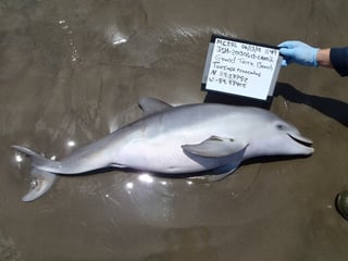 dead_dolphin_april