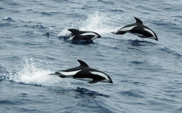 hourglas dolphin species