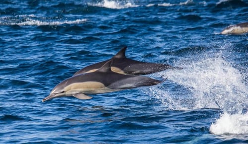 short-beaked_common_dolphin