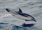 striped dolphin species