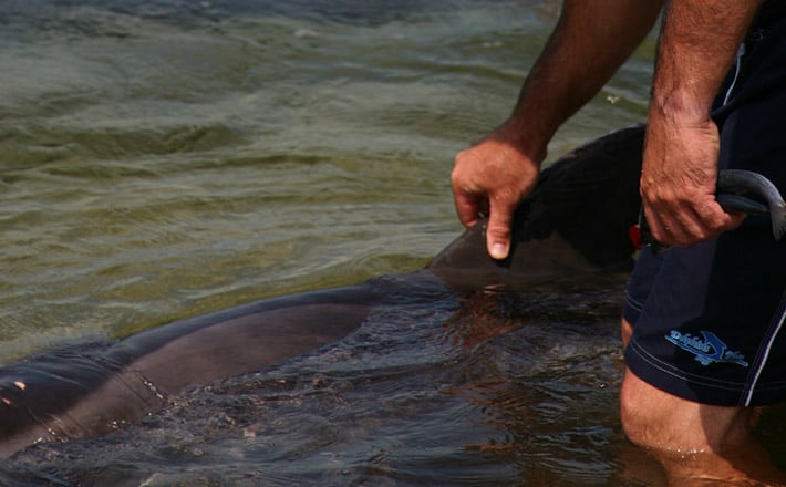 Dolphins Plus Marine Mammal Responder