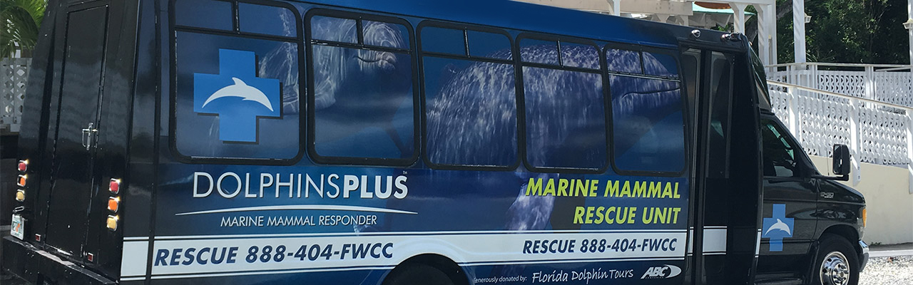 Dolphins Plus Marine Mammal Responder