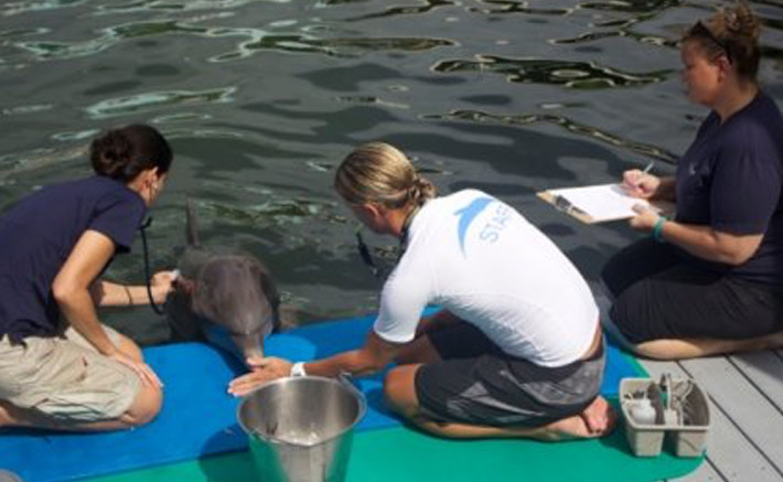 Dolphins Plus veterinary internship 1